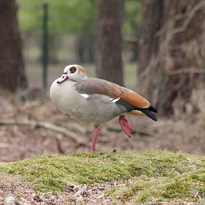 Egyptian goose