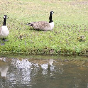 Canada goose family