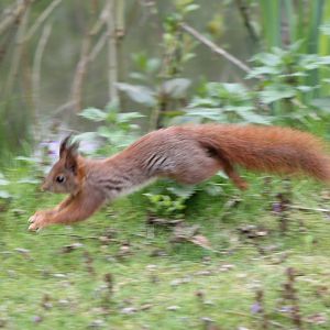 Red squirrel in action