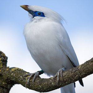 Bali Starling - Islands - 30/04/2016