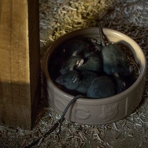 Brown rat : Cotswold WP : 07 Feb 2016