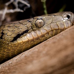 Jamaican boa: Cotswold WP : 07 Feb 2016