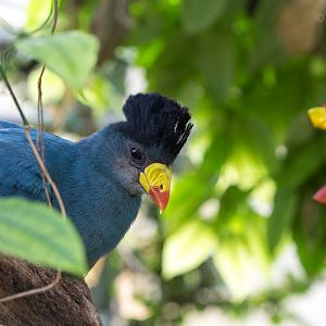 Great blue turaco : Cotswold WP : 07 Feb 2016