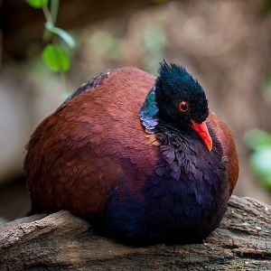 Green-naped pheasant-pigeon : Cotswold WP : 07 Feb 2016