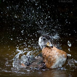 African pygmy-goose : Cotswold WP : 11 Mar 2016