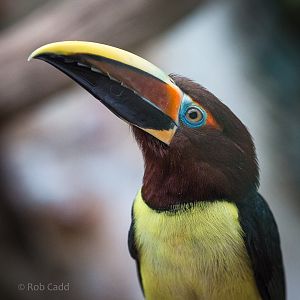 Green aracari : Cotswold WP : 11 Mar 2016
