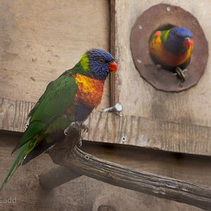 Rainbow lorikeet : Cotswold WP : 11 Mar 2016