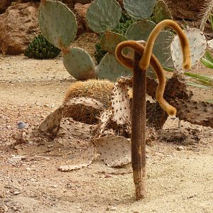 Desert House, April 2016