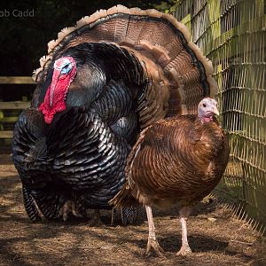 Bronze turkey : Cotswold WP : 11 Mar 2016