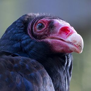 Turkey vulture : Cotswold WP : 11 Mar 2016