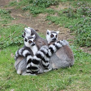 Ring-tailed makis