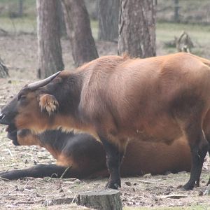 Forest buffalos