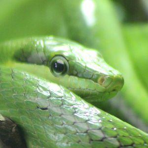 Red-tailed rat snake