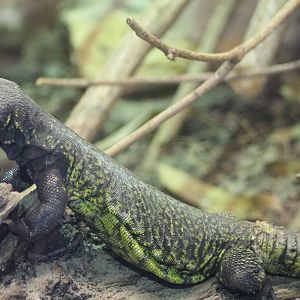 Black spiny-tailed agame