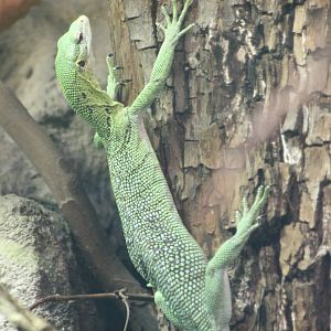 Green tree monitor