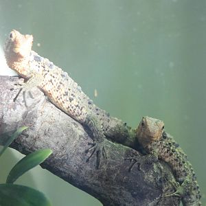 Young Chinese crocodile lizards