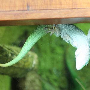 Madagascar giant day gecko against the window