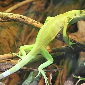 Fiji banded iguana