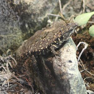 Warren's girdled lizard