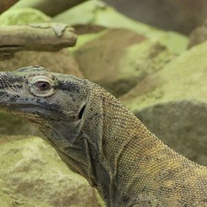 Komodo dragon