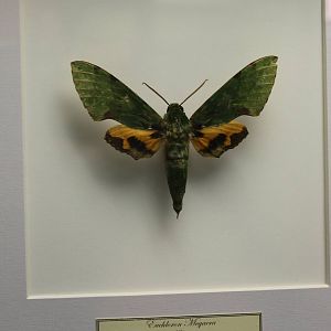 Butterfly-specimen