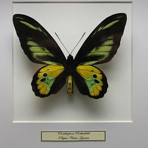 Butterfly-specimen