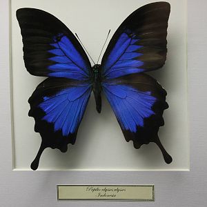 Butterfly-specimen