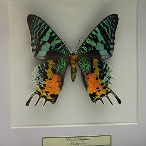 Butterfly-specimen
