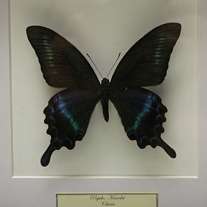 Butterfly-specimen