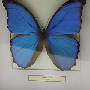 Butterfly-specimen