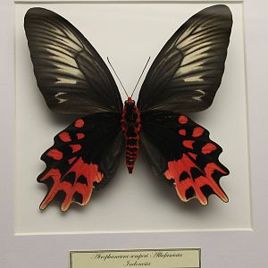 Butterfly-specimen