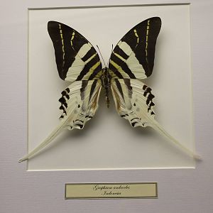 Butterfly-specimen