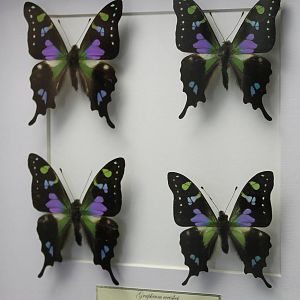 Butterfly-specimens