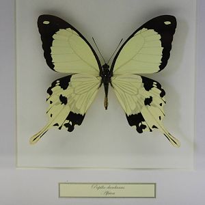 Butterfly-specimen