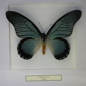 Butterfly-specimen