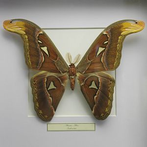 Butterfly-specimen