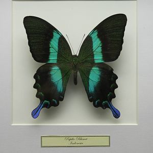 Butterfly-specimen
