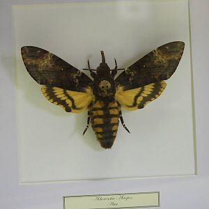 Butterfly-specimen