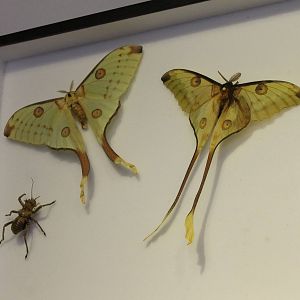 Comet moths and Shieldback cricket-specimen