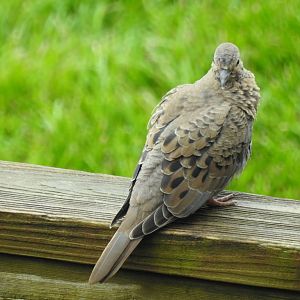 Mourning Dove