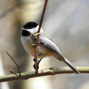 Black-capped Chickadee