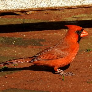 Cardinal