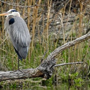Great Blue Heron