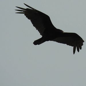 Turkey Vulture