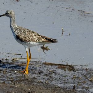 Lesser Yellowleg