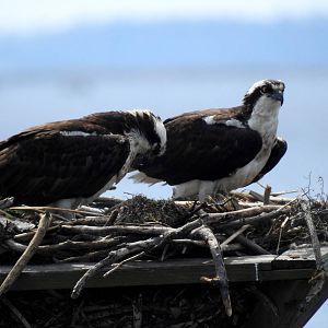 Osprey