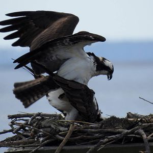 Mating Osprey