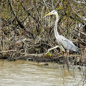 Great Blue Heron