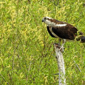 Osprey