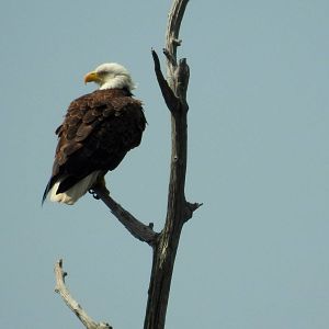 Bald Eagle
